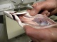 Probebefischung Dez.2009 010.jpg